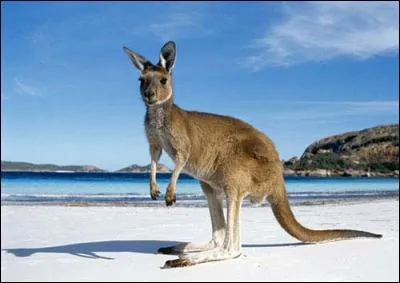 Sur combien de pattes cet animal se tient-il ?