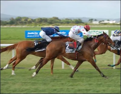 Le cheval le plus rapide sur 1000m est le quarter horse ?