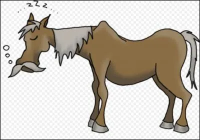 Il existe des chevaux dont la race a plus de 15 000 ans ?