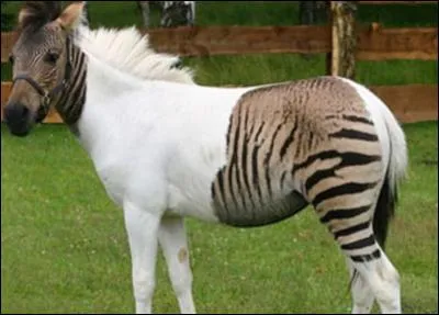 La robe bai clair existe.