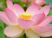 Quiz Autour du mot 'lotus'