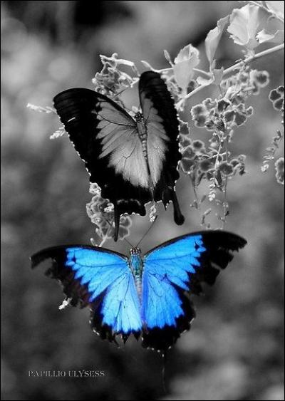 Qui chantait "Biche oh ma biche, moi je m'imagine que ce sont des papillons bleus" ?