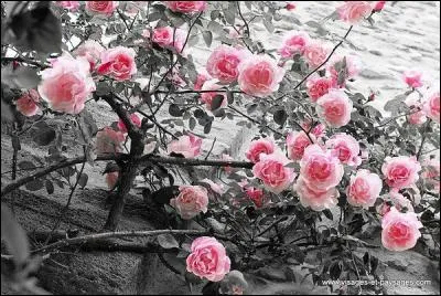 Ne vous inspirez pas de la photo pour compléter les paroles de Serge Fouchet : "Les romantiques ont disparu ...... ne poussent plus" :