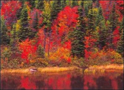 Comment appelle-t-on un automne où il fait beau, une saison qui n'existe que dans le Nord de l'Amérique ?