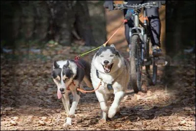 Enfin, comment traduit-on "to ride a bike" en français ?