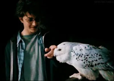 Comment s'appelle la chouette d'Harry Potter ?