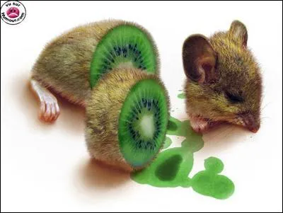 Que ne pouvez-vous pas voir sur cette image ?