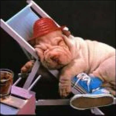 De quelle couleur le chapeau de ce chien dormant est-il ?