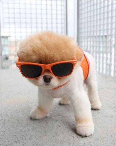 Quelle est la race de ce chien portant des lunettes de soleil ?