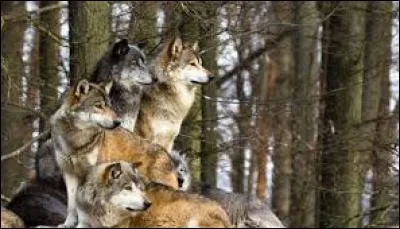 Les loups vivent généralement :