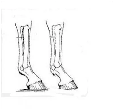 Dans quelle partie se trouve la 2e phalange ?