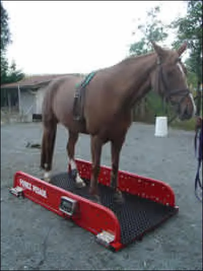 Pour un cheval de 600 kg, le poids de ses muscles représente environ...