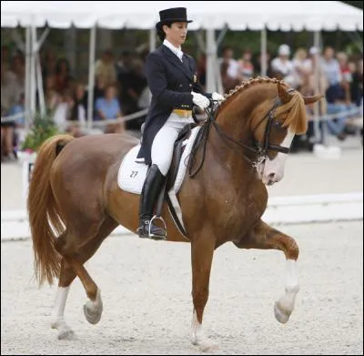 Certains harnachements sont interdits en concours de dressage, lesquels ?