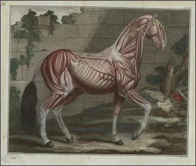 Comment s'appellent les muscles qui permettent au cheval ou au poney de chasser les insectes qui se posent sur leur corps ?