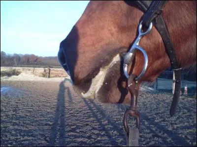 Quelle est la production de salive d'un cheval par jour?