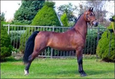 La race de ce cheval est ...
