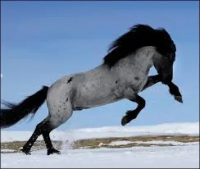 De quelle race est ce joli poney qui se cabre ?