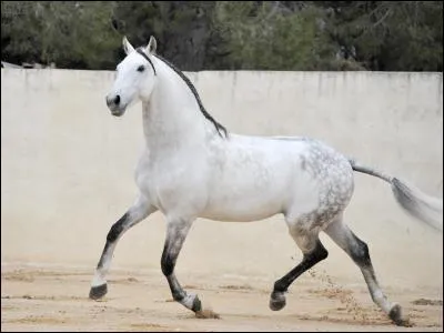 De quelle race est ce cheval gris ?