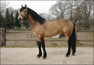 &Agrave; quelle race appartient cet &eacute;talon Isabelle ?