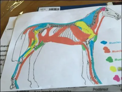 Quel est le muscle rouge ?