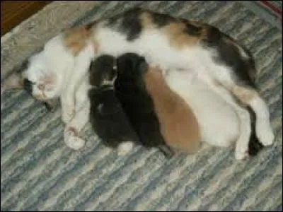 Une chatte peut avoir 8 bébés max par portée.