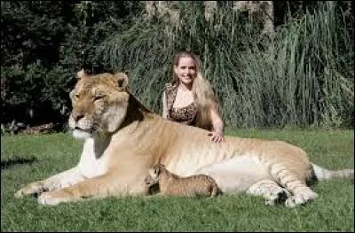 Le ligre est le croisement d'une tigresse et d'un lion en captivité.