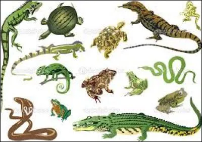 Les reptiles pondent uniquement des œufs.