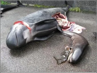 Au Danemark ils massacrent des dauphins.