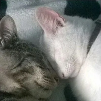 Il existe plus de 100 races de chats.