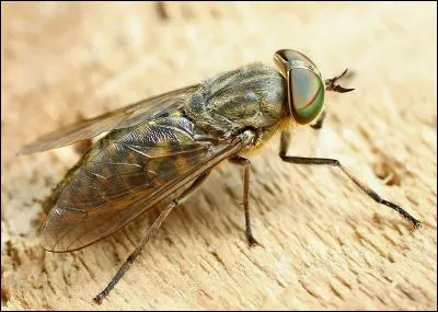 Comment écrivez-vous le nom de cet insecte ?
