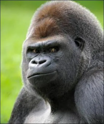À quel membre le gorille vous fait-il penser ?