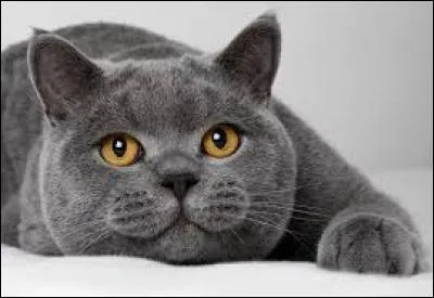 Laquelle de ces membres a un British Bue comme avatar ?