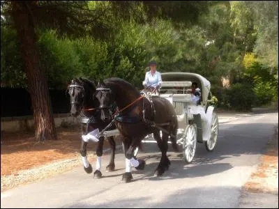 Le frison est un cheval (maintenant et avant), (choix multiples)