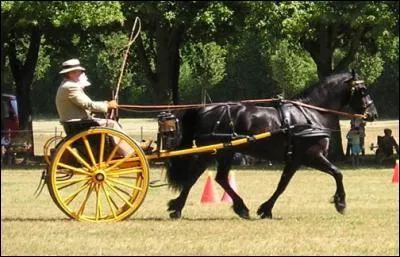 Le frison était avant considéré comme...