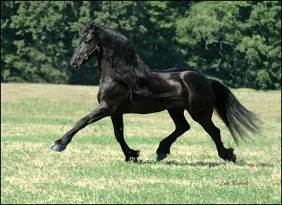 Cette race a failli disparaître, mais pourquoi? (choix multiples)