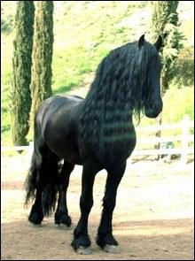 Quiz Frison