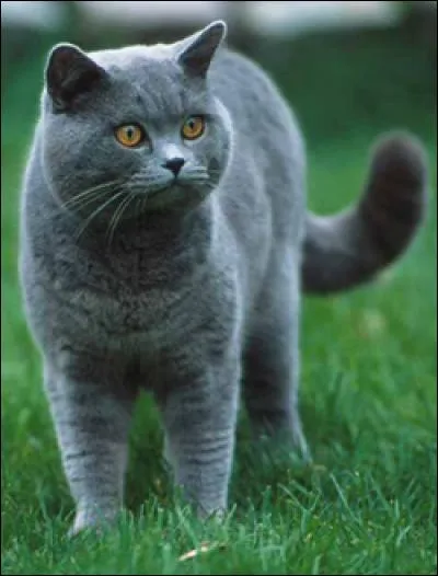 Quelle est la race de ce chat ?