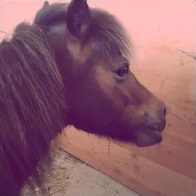 Quelle est la taille maximale d'un poney ?