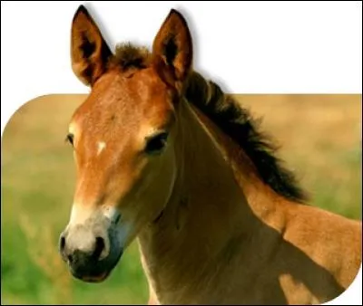 Qu'est-ce qu'un poulain ?