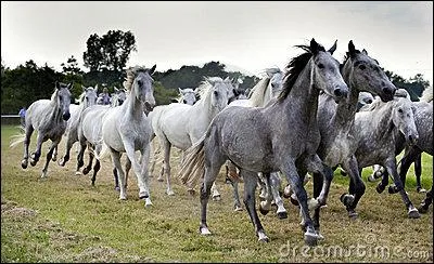 Comment appelle-t-on un groupe de chevaux ?