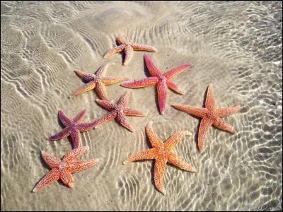 Que vois-tu sur l'image ?