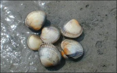 Quel est le nom de ces coquillages que tu trouves en grattant le sable ?