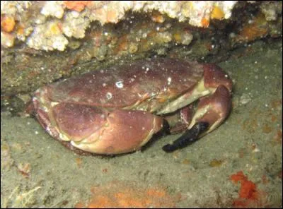À marée basse, tu peux trouver ce crustacé caché sous les rochers. Comment s'appelle-t-il ?