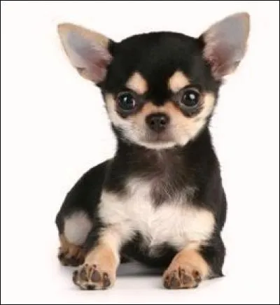 De quelle race est-il ?