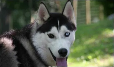 De quelle race est-il ?