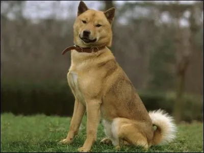 De quelle race est-il ?