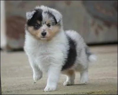 De quelle race est-il ?