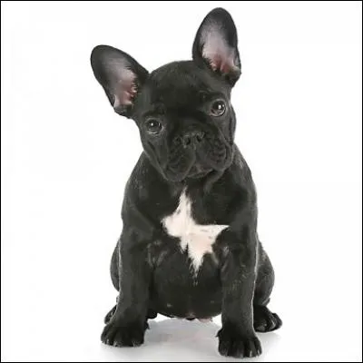 De quelle race est-il ?