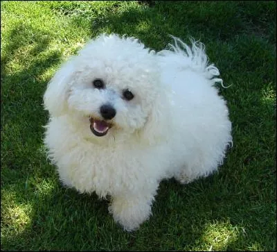 De quelle race est-il ?