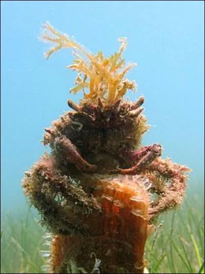 Où vit la petite araignée de mer ?